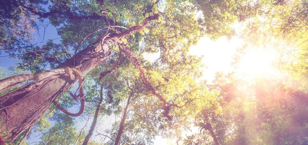 Duurzaam beheerde bossen